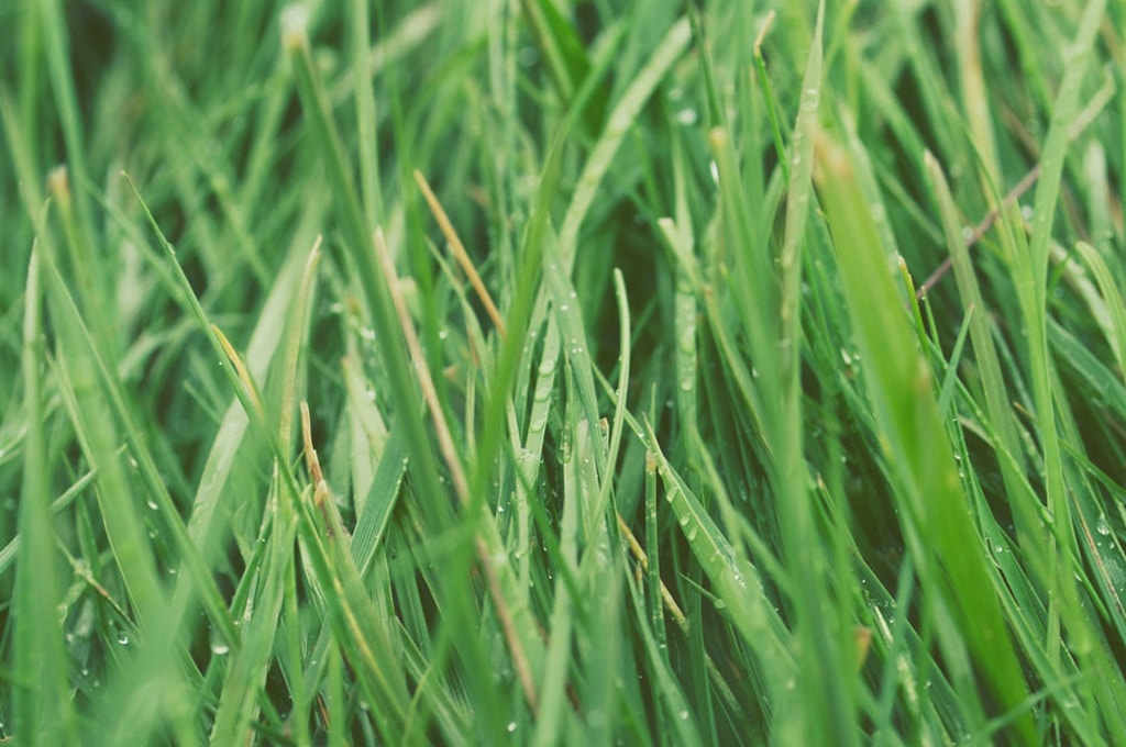 A close-up of lush, green grass coated in dewdrops.